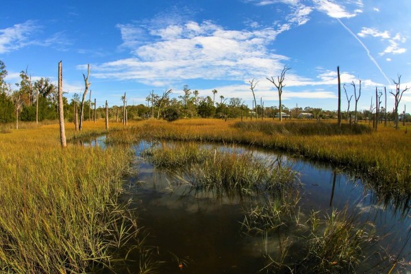 The wetlands of Cradle Creek Preserve in Jacksonville, FL.
