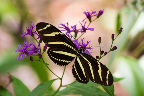 butterfly on native plant